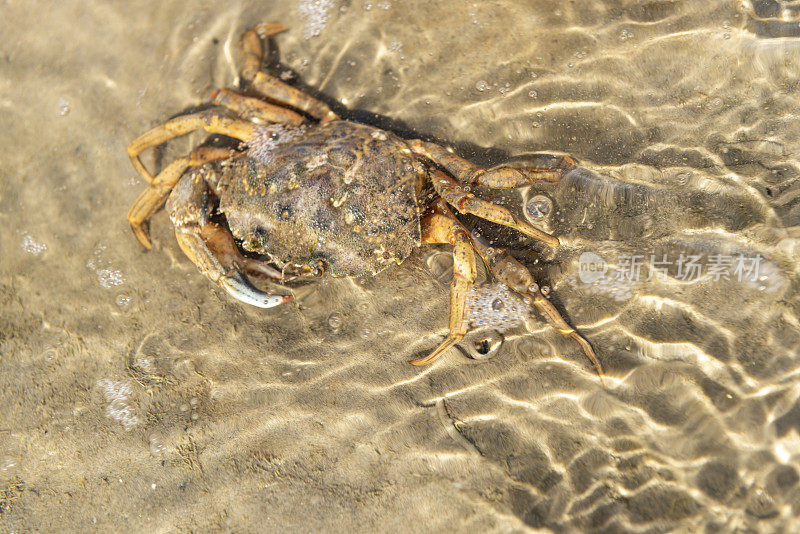 德国，下萨克森州，东弗里西亚，尤斯特，常见的海滩蟹(Carcinus maenas)，俗称海滩蟹。